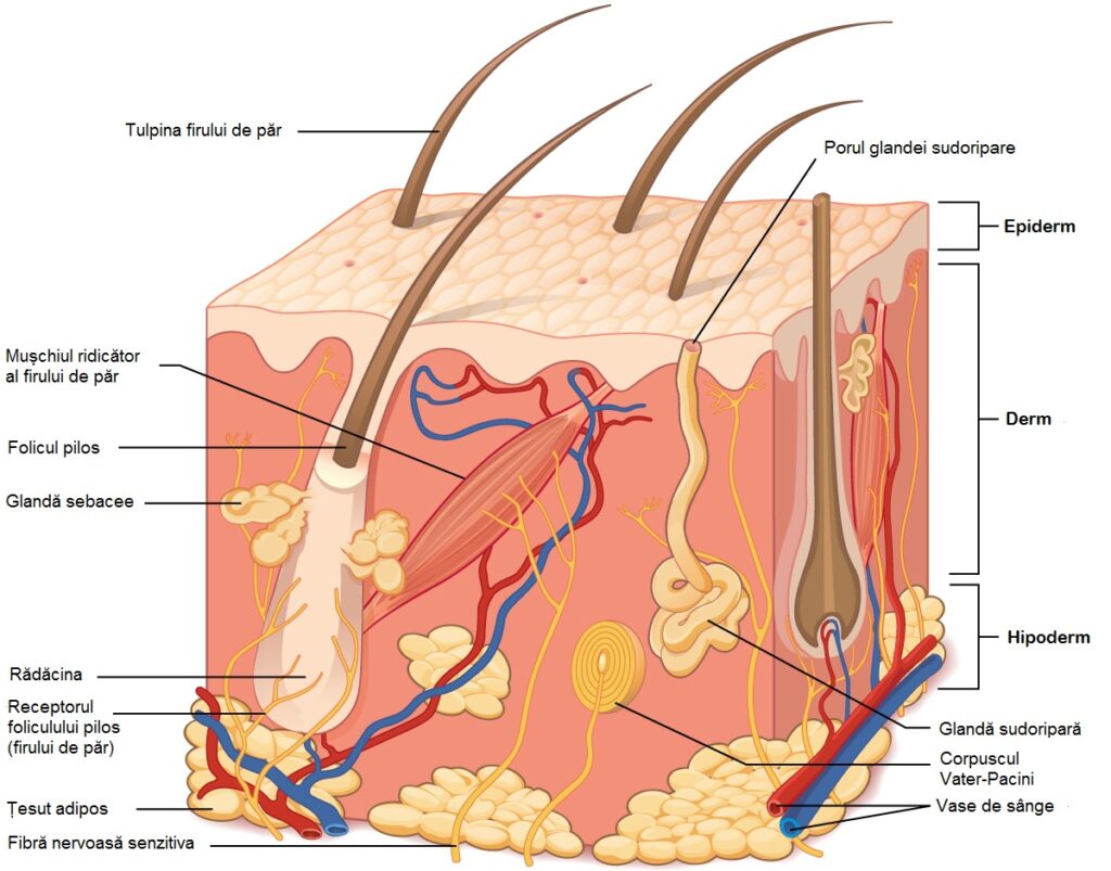 Cosmetice Naturale Romanesti