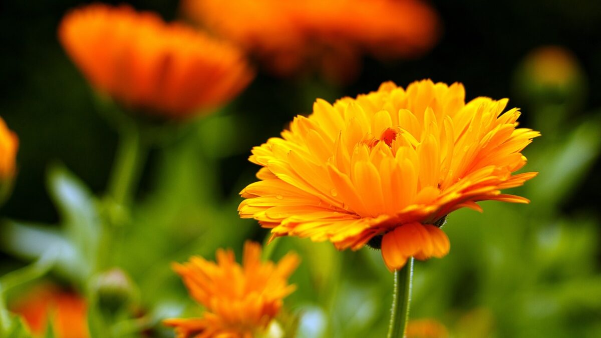 marigold-1280x720-yellow-flower-hd-5k-4723