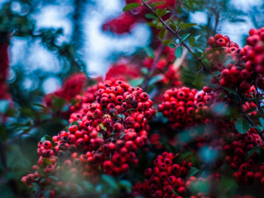 Cosmetice Naturale Romanesti