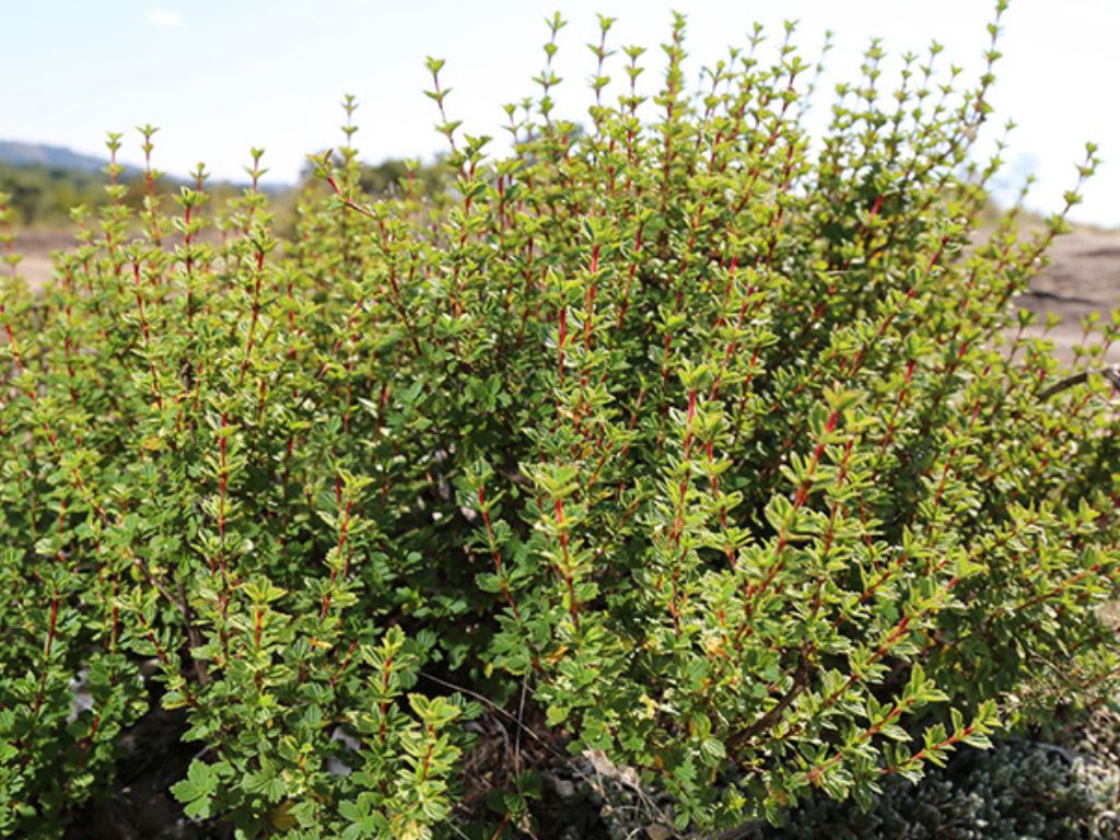 Cosmetice Naturale Romanesti