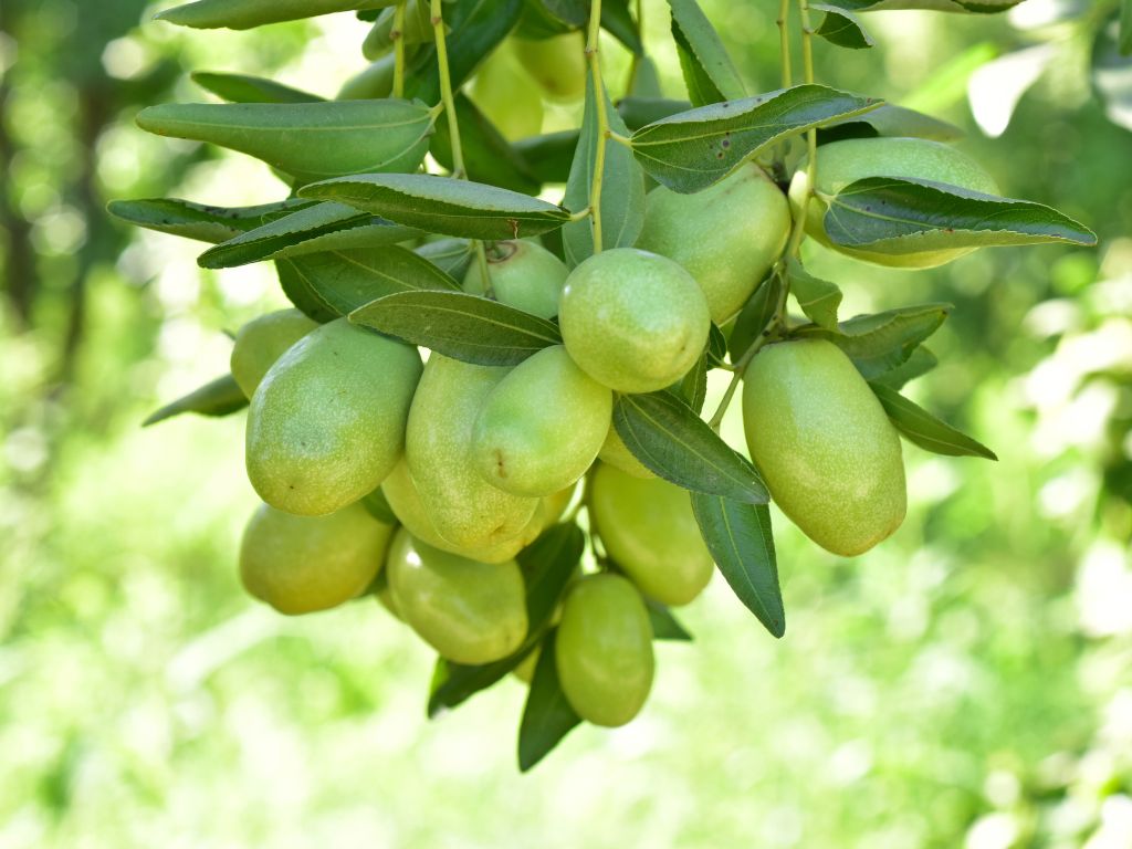 Cosmetice Naturale Romanesti