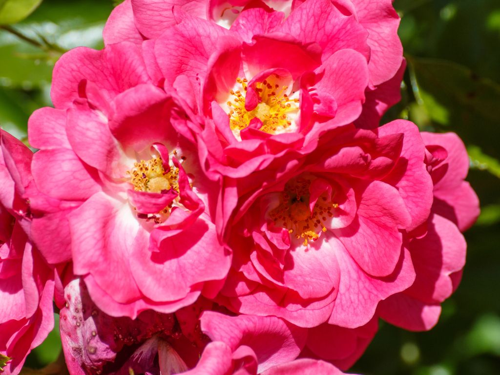 Cosmetice Naturale Romanesti